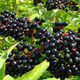 Illustration for article titled The Tastiest Berries That Grow Wild In North America